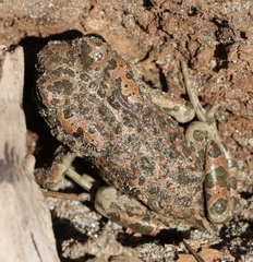 Bufotes viridis balearicus