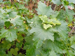 Ribes rubrum