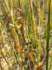 Scheuchzeria palustris