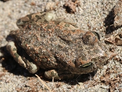 Bufotes viridis balearicus