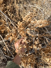 Acourtia microcephala