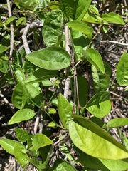 Passiflora pallida