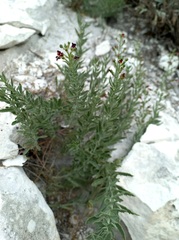 Scrophularia cretacea