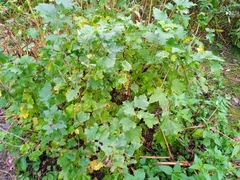Ribes rubrum