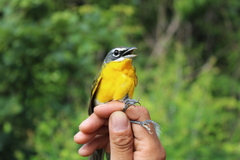 Icteria virens