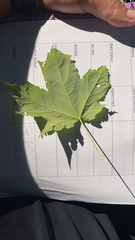 Acer