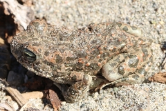 Bufotes viridis balearicus