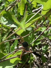 Passiflora pallida