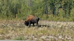 Bison bison athabascae