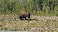 Bison bison athabascae