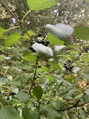 Rhamnus cathartica