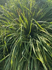 Tripsacum dactyloides