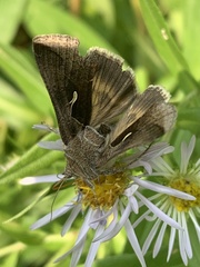 Anagrapha falcifera