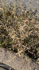 Dactyloctenium aegyptium