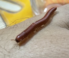 Trigoniulus corallinus