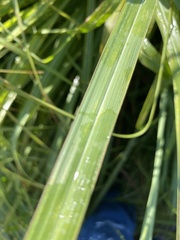 Tripsacum dactyloides