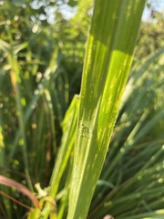 Tripsacum dactyloides