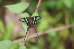 Lamproptera curius