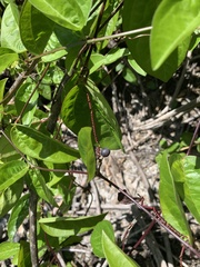 Passiflora pallida