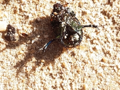 Sericotrupes niger