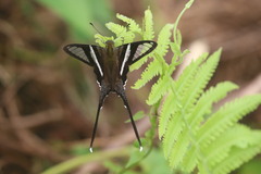 Lamproptera curius