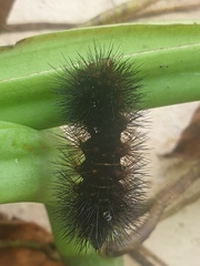 Hypercompe scribonia