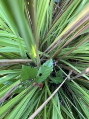 Tripsacum dactyloides