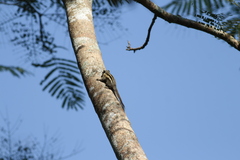 Tamiops mcclellandii