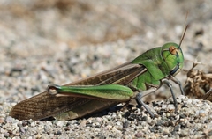 Locusta migratoria