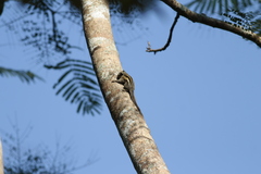 Tamiops mcclellandii