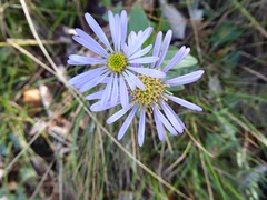 Aster amellus