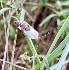 Acontia lucida