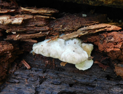 Tyromyces galactinus