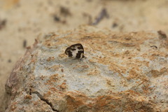Caleta elna