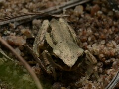 Litoria microbelos