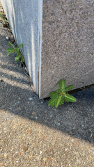 Phyllanthus urinaria