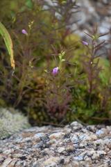 Agalinis neoscotica