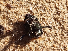 Sericotrupes niger