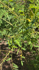 Senna hebecarpa