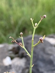 Scrophularia canina