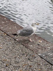 Larus argentatus