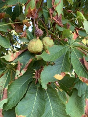 Aesculus hippocastanum