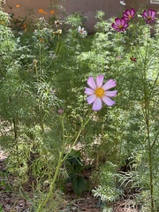 Cosmos parviflorus