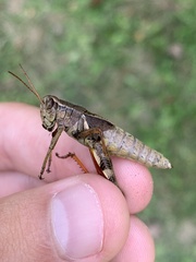 Melanoplus walshii