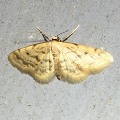 Idaea bonifata