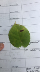 Tilia americana