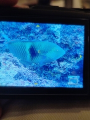 Halichoeres nicholsi