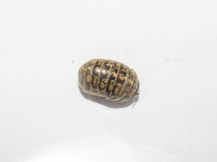 Armadillidium vulgare