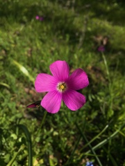 Oxalis arenaria