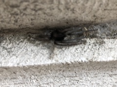 Segestria florentina